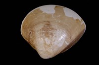 藏品(文蛤)的圖片